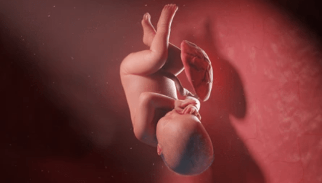 cómo evoluciona la placenta en el embarazo
