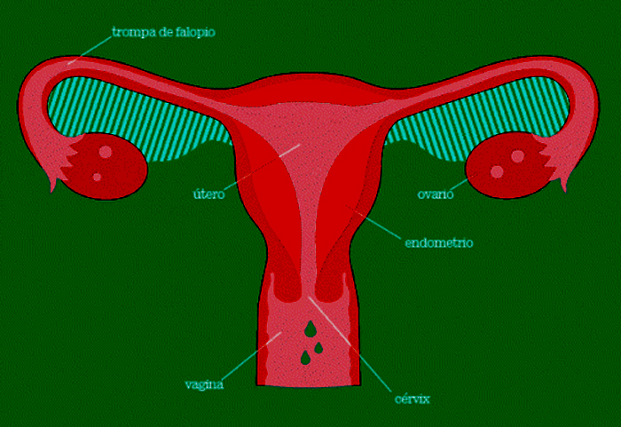 El Funcionamiento Del Aparato Reproductor Femenino Embarazo Y Maternidad
